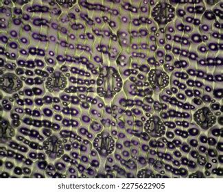 25 Types Stomata Images, Stock Photos & Vectors | Shutterstock