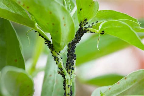 Aphids On Your Plants How To Get Rid Of Aphids Permanently Wiki Point