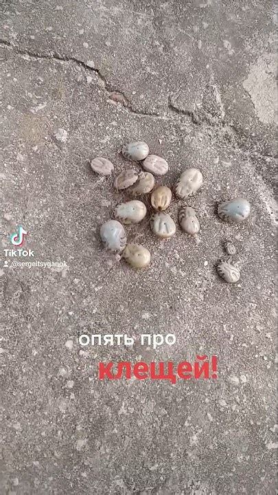 #рыбалка #неман #клещ #собака #дача - YouTube