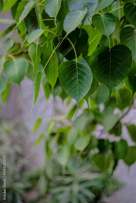 Close Up Of Fresh Green Bo Leaf Beautiful Background With Ficus