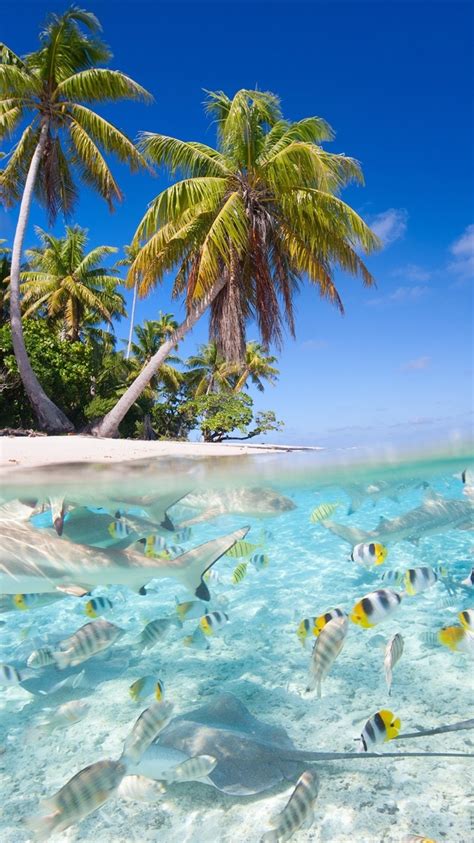 Fonds d écran Paysage tropical mer plage palmiers poissons requins