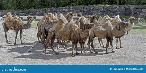 Bactrian camel 3 stock photo. Image of species, unhurried - 42069230