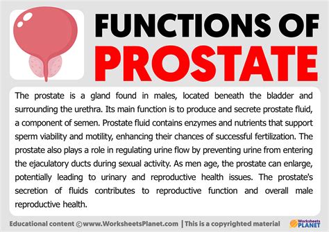 Functions Of Prostate