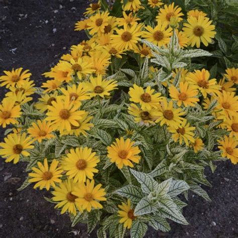 Heliopsis Sunstruck False Sunflower Planting Sunflowers