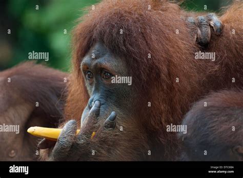 Orangutan eating fruit hi-res stock photography and images - Alamy