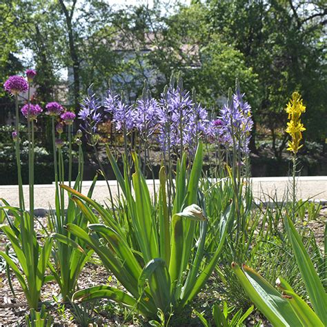 Camassia Caerulea Slovensketrvalky Sk