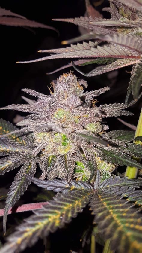 Chocolate Mint OG Cannabis Strain – Feminized Autoflower Seeds ...