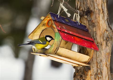 Mangeoires Pour Oiseaux Avantages Et Comment Les Fabriquer La