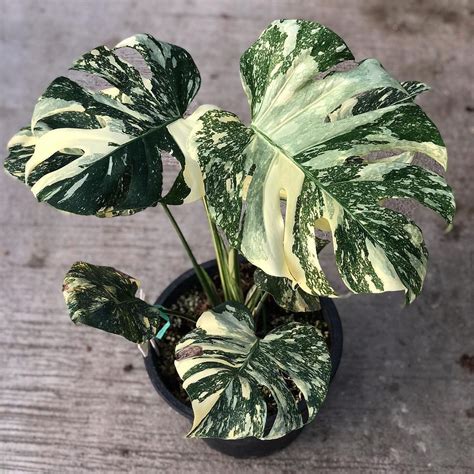 Monstera Thai Constellation Best Grow Care Guide Plants Craze