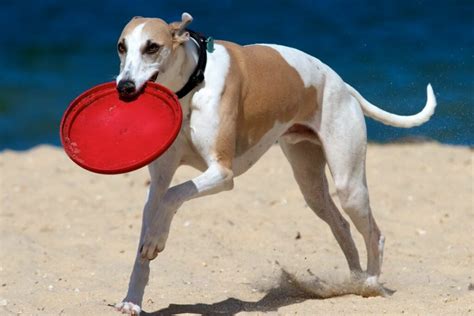 Italian Greyhound Vs. Whippet - What’s The Difference?