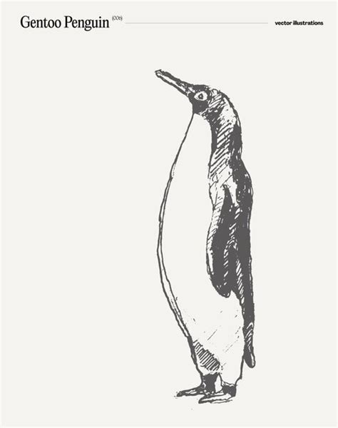 Gentoo Penguin Realista Mão Desenhada Ilustração Vetorial Esboço