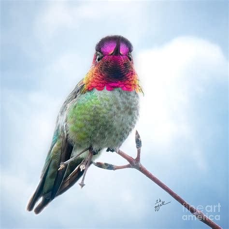 Anna S Hummingbird On Branch Photograph By TK Goforth Fine Art America