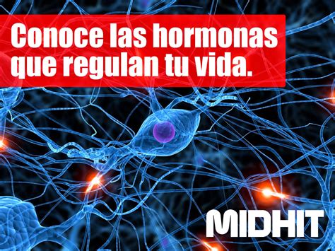 MIDHIT Conoce Las Hormonas Que Regulan Tu Vida 36616 | The Best Porn ...