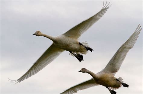 Big birds: Graceful swans return to Snohomish County fields | HeraldNet.com