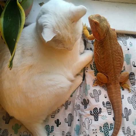 Bearded Dragon And Cat