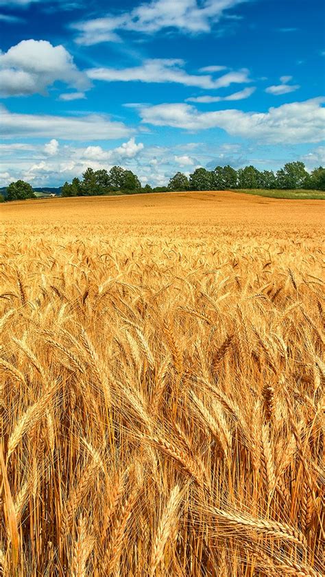 Wheatfield Wallpaper