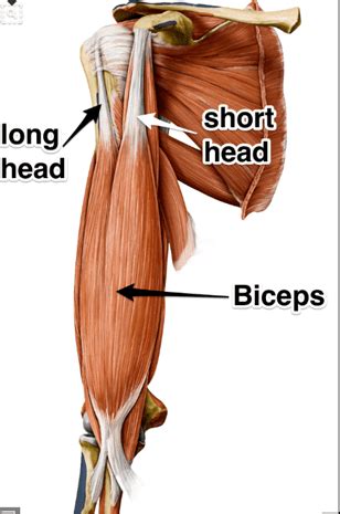 Biceps Tendinitis OrthoInfo AAOS Atelier Yuwa Ciao Jp