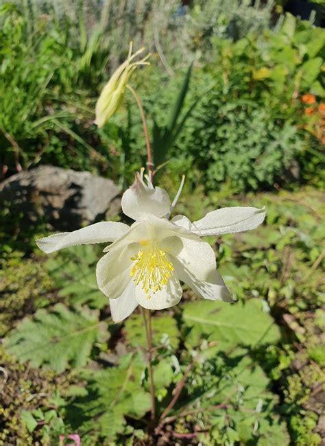 Aquilegia Caerulea Kristall 9cm Pot