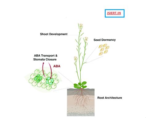 What Are Abscisic Acid And Its Functions Jsiert