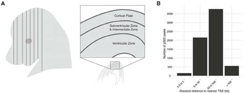 Neocortex development and evolution. A) A coronal plane of section ...