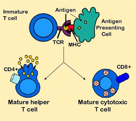 T Cell Receptor Wikidoc