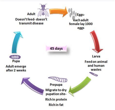 Schematic Diagram For The Life Cycle Of The Bsf Download Scientific