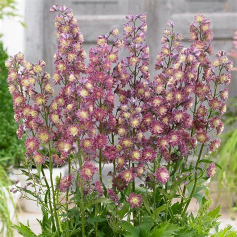 Delphinium Highlander Flamenco Larkspur Free Uk Delivery Over