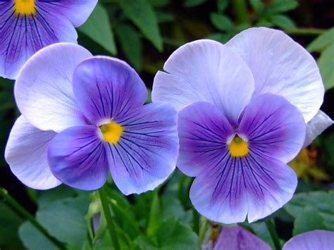 Violeta Aprende como cuidar cultivar reproducir y más sobre esta flor