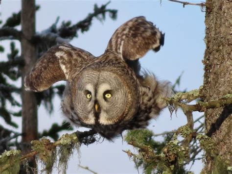 Lappuggla Strix Nebulosa Great Grey Owl Axart Birds Nature And Art