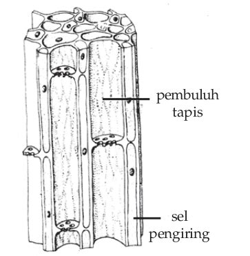 7 Fungsi Xilem dan Floem | Pengertian, Perbedaan, Gambar [Lengkap]