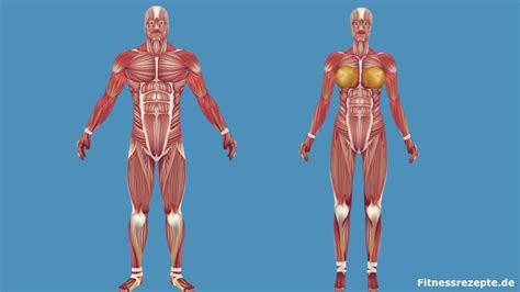 Das ultimative Muskel Lexikon von Kopf bis Fuß Fitnessrezepte de