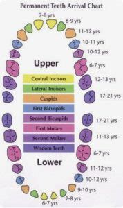 Permanent Teeth Arrival Chart Dental Tariffs South Africa