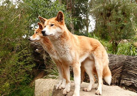 Dingoes Australia Stock Photos, Pictures & Royalty-Free Images - iStock