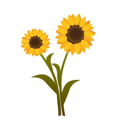 Premium Vector Vector Illustration Of Sunflowers