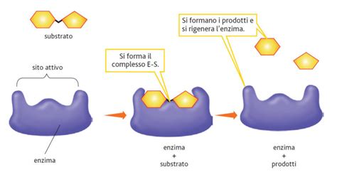 Amminoacidi Proteine Ed Enzimi Bald Mountain Science