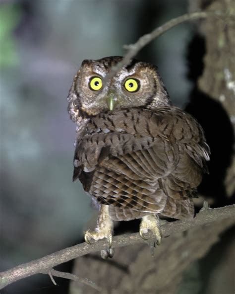 Eastern Screech Owl From La Turbina Sabinas Hidalgo N L