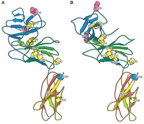 Homology Models Of The Three Dimensional Structure Of The SIL 6R The