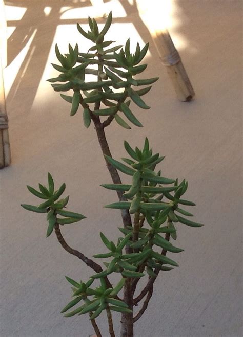 Crassula Tetragona Mini Pine Tree Suculentas Plantas