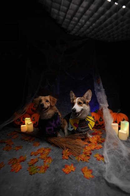 Premium Photo | Photo dog halloween party