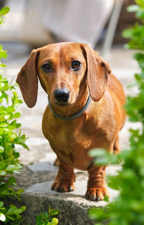 Dachshund Owner’s Guide | Greencross Vets