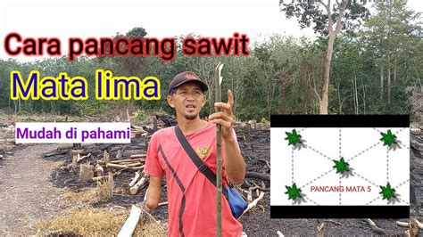 Cara Pancang Sawit Mata Lima Youtube