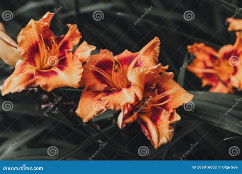 Daylilies Flowers Or Hemerocallis Daylilies On Green Leaves Background