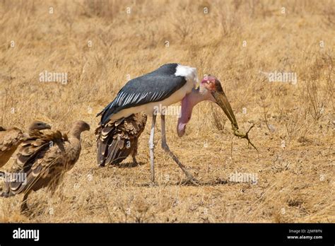 Marabou Stork Leptoptilos Crumeniferus And Vultures Unidentified With Remnant Of A Carcass