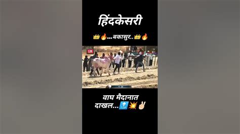 Bakasur 🔥 हिंदकेसरी बकासुर Bailgadapremi बैलगाडाशर्यतstatus