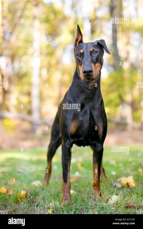 A Black And Red Doberman Pinscher Dog Standing Outdoors Stock Photo Alamy