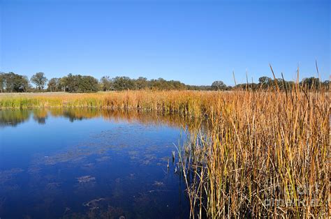 California Wetland Photograph by Gary Whitton - Fine Art America