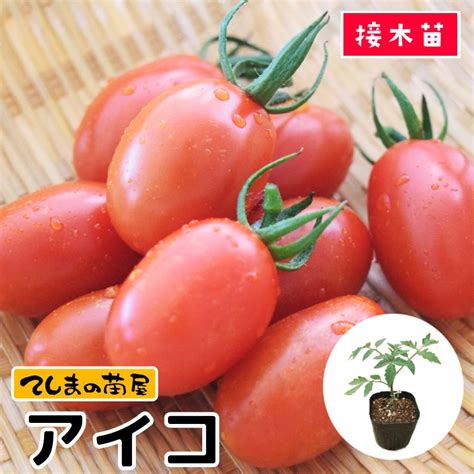 【てしまの苗】 ミニトマト アイコ 断根接木苗 9cmポット 野菜苗 培土 種 堆肥 【人気】 てしまの野菜苗果菜類の苗トマト