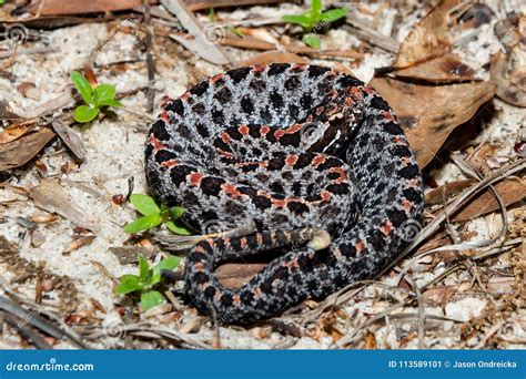 Dusky Pygmy Rattlesnake Sistrurus Miliarius Barbouri Stock Image ...