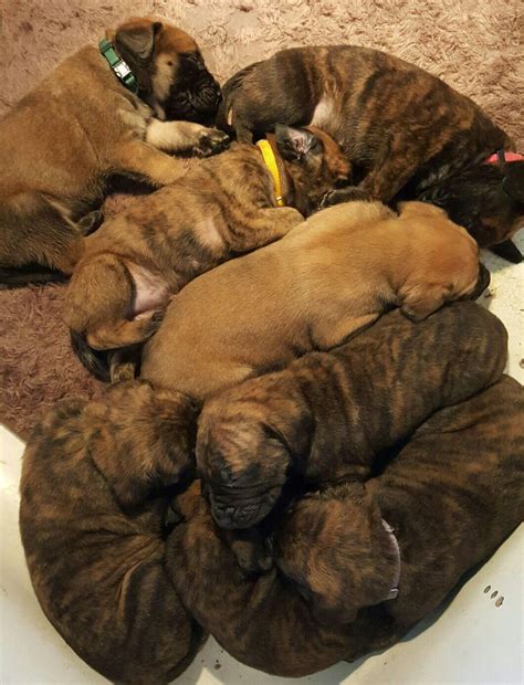 English Mastiff Puppies Mastiff Puppies English Mastiff Puppies English Mastiff