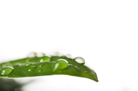 Gotas De Agua En Hoja Foto Gratis